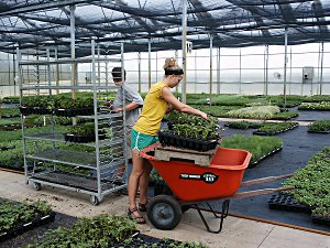 Plant science students work in a greenhouse