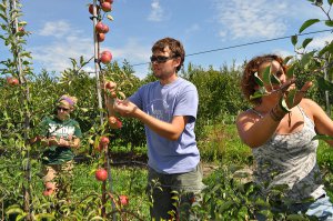 Plant science students inspect apple trees
