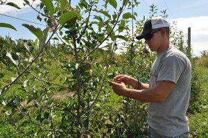 Plant science student examines apple trees