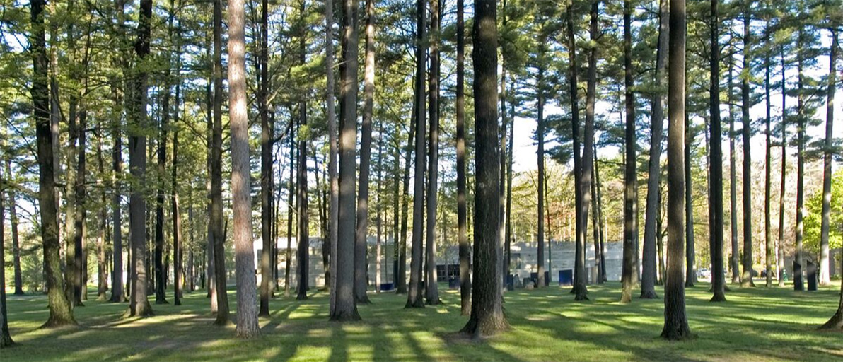 Pine trees in front of NMC's Osterlin Building