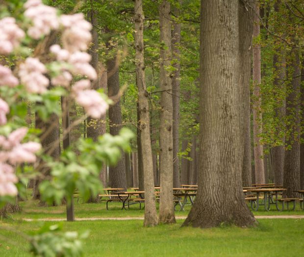 Picnic tables and a flowering bush under the pines on NMC's campus