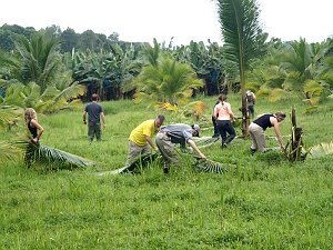 NMC study abroad students working at a banana plantaion in Costa Rica