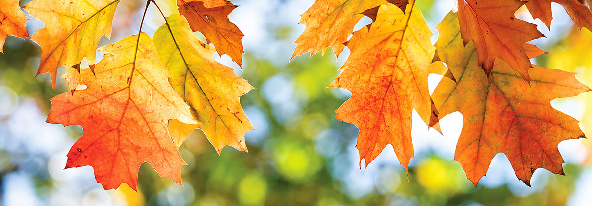 Fall leaves
