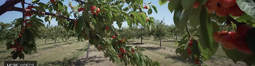 A view of a cherry orchard where NMC Plant Science Fruit And Vegetable Crop Management program students conduct research