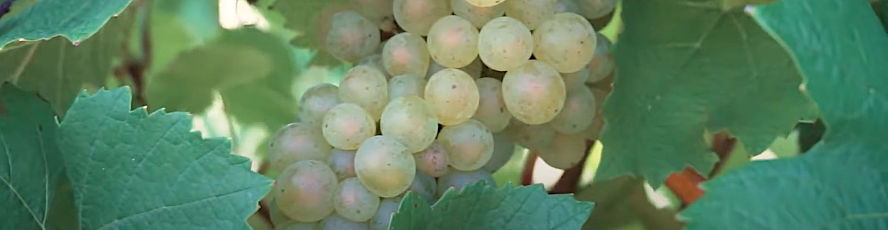Photo of grapes at a vineyard where students in NMC's Plant Science Viticulture program do field research