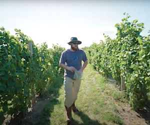 NMC/MSU viticulture program graduate Matt Goodell walks between two rows of grape vines 